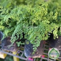 ราคา F151 เฟิร์นก้านดำ "เฟิร์นก้านดำใบเล็ก" (Bush Maidenhair Fern/Common Maidenhair Fern) ถุงดำ (3731391443)