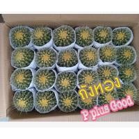 ราคา ถังทองแคคตัส (Golden barrel cactus) (6757319670)