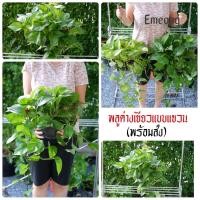 ราคา พลูด่างเขียว ต้นไม้ฟอกอากาศ ต้นไม้ พลูด่าง ต้นพลู พลู พลูด่างฟอกอากาศ (9173756235)