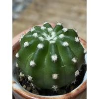 ราคา แคสตัส กระบองเพชร อิชินอป หรือ Echinopsis sudenudata (8555471088)