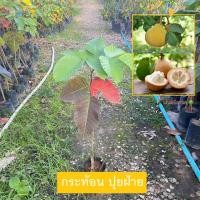 ราคา ต้นกระท้อน พันธุ์ กระท้อนปุยฝ้าย กิ่งติดตา (Santol) กระท้อน สูง 80-100 เซน ให้ผลเร็ว (รับประกันสินค้า) (24714799137)