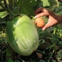 ราคา เมล็ดพันธุ์มะเขือยักษ์ภูพาน มะเขือยักษ์ 30 เมล็ด (28777072023)