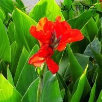ราคา 5 เมล็ด พุทธรักษาแคระ Mixcolor Canna Seeds Canna Indica Flower Seeds บอนสี เมล็ดพันธุ์ เมล็ดดอกไม้ บอนสี พันธุ์ไม้หายาก (54453106327)