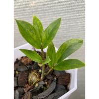 ราคา กวักมรกตตีนไก่หรือขาไก่กรีนออนกรีน ขายใบตัดสด (25297703025)