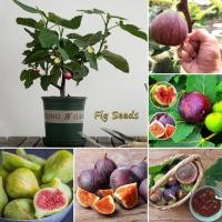 ราคา 200เมล็ด/ซอง Fig Tree Seed เมล็ดมะเดื่อฝรั่ง Figs สายพันธุ์ ของแท้ 100% มะเดื่อฝรั่ง หรือ ลูกฟิก Fig Seeds for Planting (26932674199)