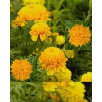 ราคา ดอกดาวเรือง เมล็ดพันธุ์ดาวเรือง ดาวเรือง (100 เมล็ด) (12388463160)