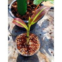 ราคา กล้วยแดงอินโดด่าง(แยกหน่อ) ลายพายุ #กล้วยด่าง ราคาแบ่งปันค่ะ (18280239445)