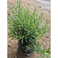 ราคา ต้นโรสแมรี่ ใบกลิ่นหอม ต้นพร้อมปลูก (46351195465)