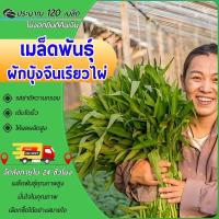 ราคา 120 เมล็ด เมล็ดพันธุ์ ผักบุ้งจีนเรียวไผ่ เมล็ดผัก ผักบุ้งจีนใบไผ่ (25636765604)