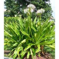 ราคา ต้นพันธุ์ พลับพลึง ดอกสีขาวมีกลิ่นหอม พร้อมปลูก ในถุงดำ 29 บาท Cape lily ใบสวย ใบทำยาได้ สมุนไพร ลิลัว (28350185501)