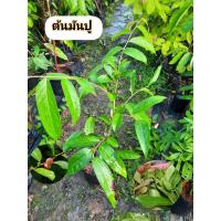 ราคา ต้นมันปู มันปู ผักมันปู (56753233207)