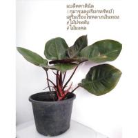 ราคา ต้นกุมารดำเรียกทรัพย์ หรือแม็คแบล็คคาดินัล (4141994701)