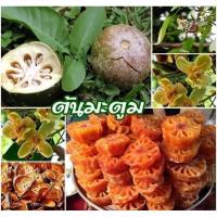 ราคา ต้นมะตูม มะตูมไข่ เนื้อในสีทอง ผลสุกอร่อยมาก ต้นกล้าสูง20-30ซม. (28358631695)