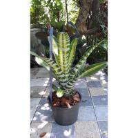 ราคา Aec Samurai เป็นไม้แตกหน่อ (2821471941)