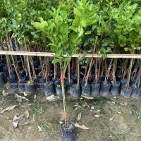 ราคา ต้นมะนาว แป้นรำไพ กิ่งตอน มะนาวเปลือกบาง ลูกใหญ่ ลูกดกทั้งปี ปลูก2-3เดือนติดลูก ขายราคาถูก (3935601702)