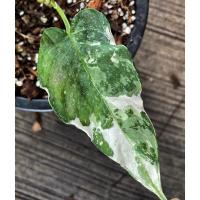 ราคา กวักพระพรหมป่าด่างขาวSchismatoglottis Wallichii Var. กวักพระพรหมป่าด่างขาวลายวากิว #กวักพระพรหมด่าง #กวัวพระพรหมป่าด่าง (17338323985)