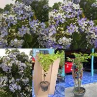 ราคา ต้นแก้วเจ้าจอม พัน 6 ใบ เพาะเมล็ด กระถาง 12 นิ้ว (8210031901)