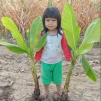 ราคา หน่อกล้วยไข่กำแพงเพชร ขั้นต่ำ4หน่อนะค่ะ (6831551277)