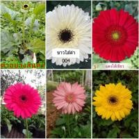 ราคา (ขาย ต้นพันธุ์) มี5สี ดอก ต้น เยอร์บีล่า เยอบีร่า gerbera ต้นเยอบีร่า ดอกเยอบีร่า ต้นเยอร์บีร่า / รักการปลูก (13422396191)