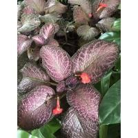 ราคา ต้นพรมญี่ปุ่นใบชมพูดอกสีแดง กระถาง 3 นิ้ว (12226353301)