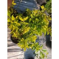 ราคา ต้นทองนพเก้า (ชะแมบทอง) (24441047129)