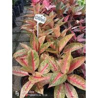 ราคา ต้นรวยล้นฟ้า/เลกาซี่แดง​ รวยล้นฟ้าด่างแดง อโกลนีมาราชาแห่งไม้ใบ ส่งพร้อมกระถาง 6 นิ้ว (27769975288)