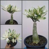 ราคา ชวนชม​ด่าง ชวนชมใบด่างอินอ่อน​ ⭐⭐⭐⭐⭐ (8845534717)