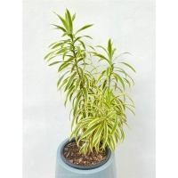 ราคา กิ่งต้นซองออฟอินเดีย ต้นซองเหลือง ซองเหลือง (24378483455)