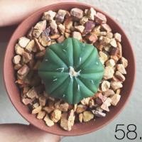 ราคา Astrophytum nudum miracle form (13039323)
