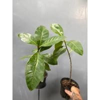 ราคา ต้นจิก จิกทะเล จิกเงินจิกทอง เพาะจากเม็ด 2 ต้น 199 บาท (6035450863)