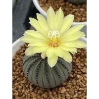 ราคา Frailea castanea and niten cactus เฟรเลีย คัสตาเนีย ไนเทน ไม้เมล็ดทุกต้น (21583412948)