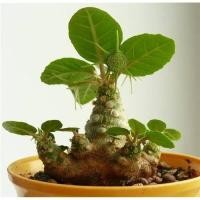 ราคา 10 เมล็ด มะพร้าวทะเลทราย มะพร้าวจิ๋ว มะพร้าวแคระ (40422744216)