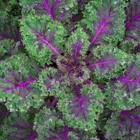 ราคา ต้นกล้า เคลแดงรัสเซีย ต้นกล้าละ 12 บาท ซื้อ 10แถม 2 Red Russian Kale เคลรัสเซียสีแดง เป็นเคลแดงรัสเซีย (28529825379)
