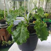 ราคา คะน้าเคล (kale) (ราชินีผักใบเขียว) (4433815295)