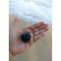ราคา ลูกกัลปังหา ลูกกัลปังหาดำ สะดือทะเล มงคลทะเล..แห่งอันดามัน (28462702111)