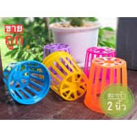 ราคา ตะกร้าสี ขนาด 2 นิ้ว ต้นเคราฤาษี กล้วยไม้ ต้นหนวดฤาษี ต้นเดฟ ตะกร้าเล็ก (คละสี) ราคาถูกที่สุด❗️❗️ (6797235313)