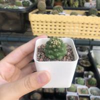 ราคา แคคตัส ช้าง กระบองเพชร ช้างหนามสั้น (5186636697)