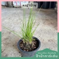 ราคา หญ้าน้ำพุ 5 นิ้ว และ 8 นิ้ว (24350486431)