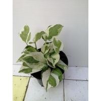 ราคา พลูงาช้าง/พลูด่างงาช้าง (3197382182)