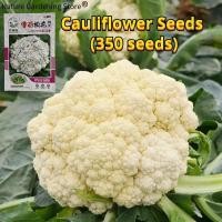 ราคา ปลูกได้ทั่วไทย เมล็ดพันธุ์ กะหล่ำดอก 350เมล็ด/ซอง High Yield White Cauliflower Seeds 45 Days Organic Vegetable Seeds (27982677927)