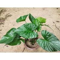 ราคา ว่านเสน่ห์จันทร์เขียว/เสน่ห์จันทร์แดง (8403828154)