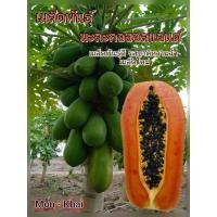 ราคา เมล็ดพันธุ์มะละกอฮอลแลนด์คัดพิเศษ (100เมล็ด) (43460523719)