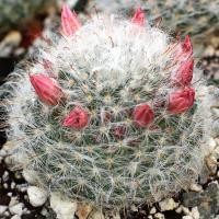 ราคา ต้นไม้ราคาถูก แมมขนแกะ แมมขนแมว แมมขนนก แคตตัสราคาถูก ลุ้นสีดอก (16917235331)