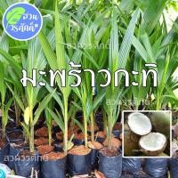 ราคา ต้นมะพร้าวกะทิน้ำหอม พันธุ์แท้100% จากบ้านแพ้ว (11060685764)