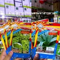 ราคา ขายส่ง12฿ คะน้าเคล Kale ผักเคล คะน้าใบหยิก (Curly Green Kale)​ นิวซีแลนด์ 1100 เมล็ด คะน้าไดโนเคล คะน้า(ลูกพนม) (4580247958)