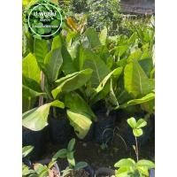 ราคา ต้นจิกทะเล ฟอร์มสวย แข็งแรง เสียหายเคลมฟรี (10471038796)