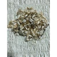 ราคา กำไลหอยเชือกถัก กำไลดาวเชือกถัก (56753393596)