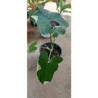 ราคา ถุงเงิน ถุงทอง ขายทั้งต้น ราคาถูก พร้อมส่ง (10853552994)