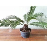 ราคา ปรงญี่ปุ่น (ส่งแบบถอดราก) (7440490071)