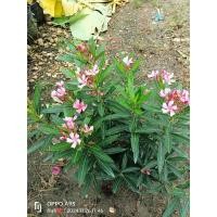 ราคา ต้นยี่โถแคระ ดอกสีชมพู มีกลิ่นหอมอ่อนๆ ปลูกง่าย ต้นเตี้ย ส่งทั้งกระถาง(11") (29669057276)